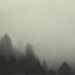russian_river_treeline_22